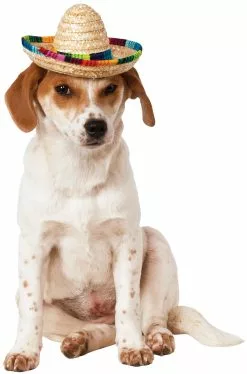 Multicolor Pet Sombrero